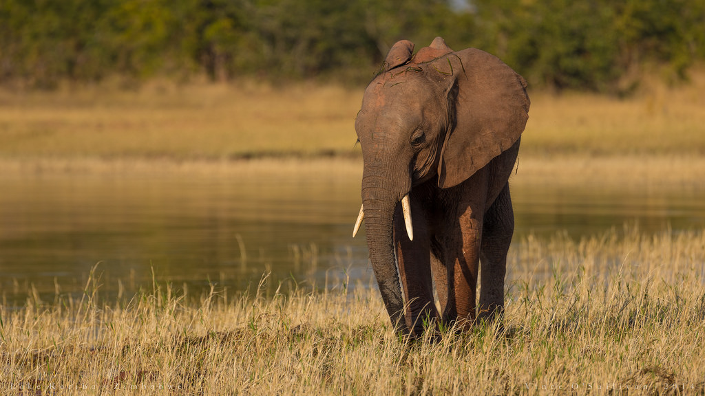咆哮　アフリカ　ぞうs 咆哮 アフリカ ぞうs 69071 MINIATURE PLANET 【アフリカゾウ（親